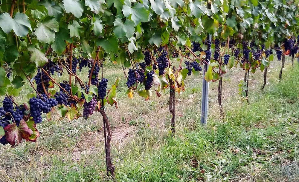 Prima della defoliazione